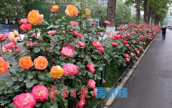 2026年济南特色道路赏花指南——全城花海，一路芬芳