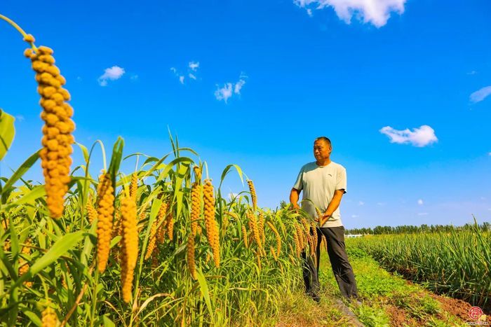 丰收的章丘，醉美！