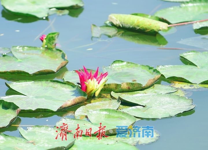 一年四季 泉在济南｜“双色莲”现身济南大明湖，游客直呼“好运莲莲”