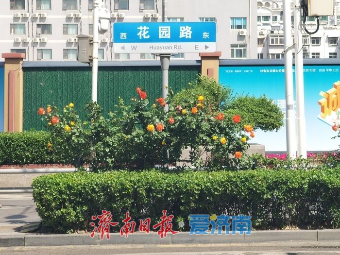 泉城街头繁花似锦，蔷薇月季次第绽放扮靓城市春光