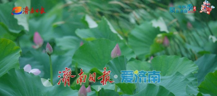 不花一分钱！济南这些绝美赏荷地，错过等一年！
