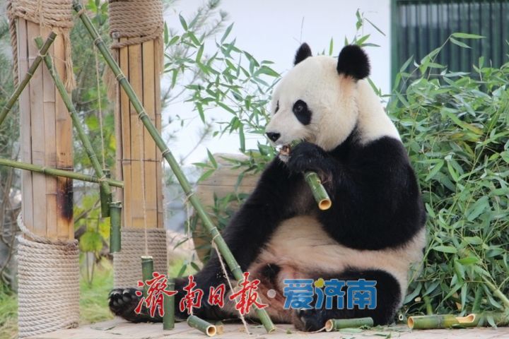 一年四季 泉在济南丨济南动物园开展“国际熊猫日”活动