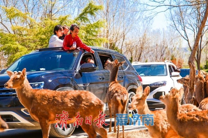 一年四季 泉在济南｜“五一”假期临近尾声 泉城文旅热度不减！30家景区共接待游客84.79万人次