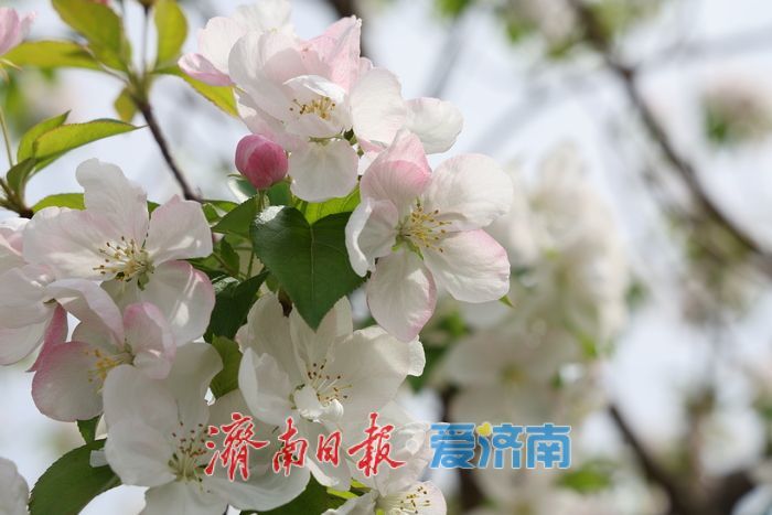 千亩海棠盛放寄母山 赏花经济激活乡村增收