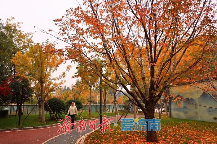 一年四季 泉在济南丨秋染彩林绘就正丰路公园五彩画卷