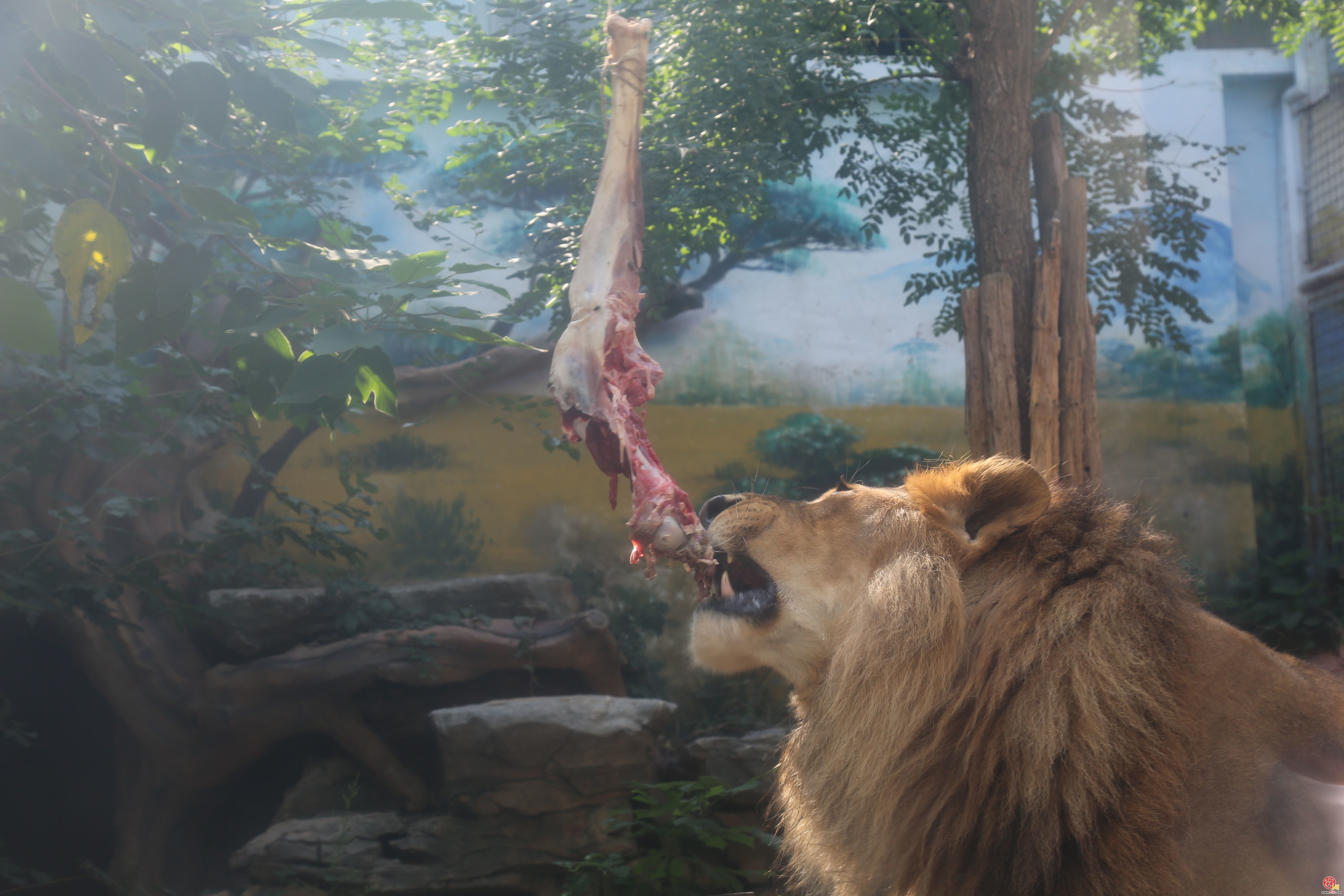 济南动物园为狮子“辛巴”庆生 独特 “羊皮” 增添别样魅力