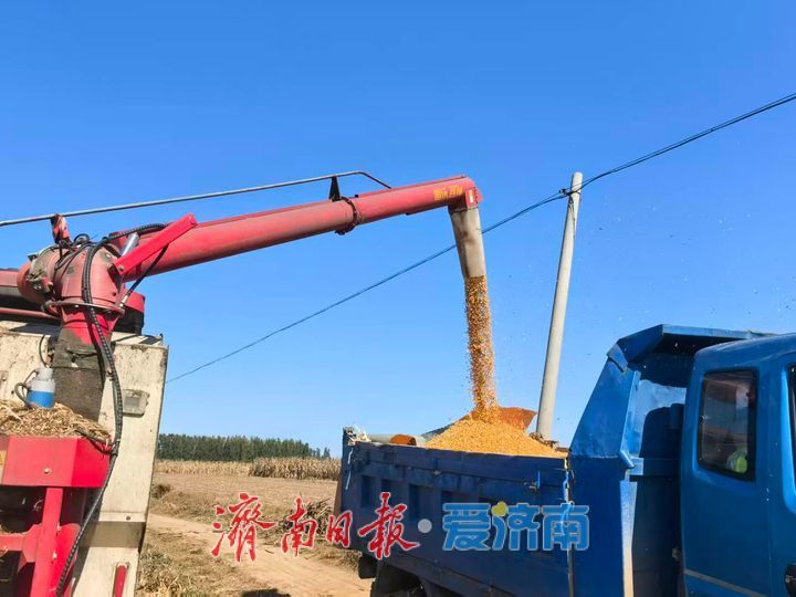 趁天晴抢收粮 人机协动颗粒归仓