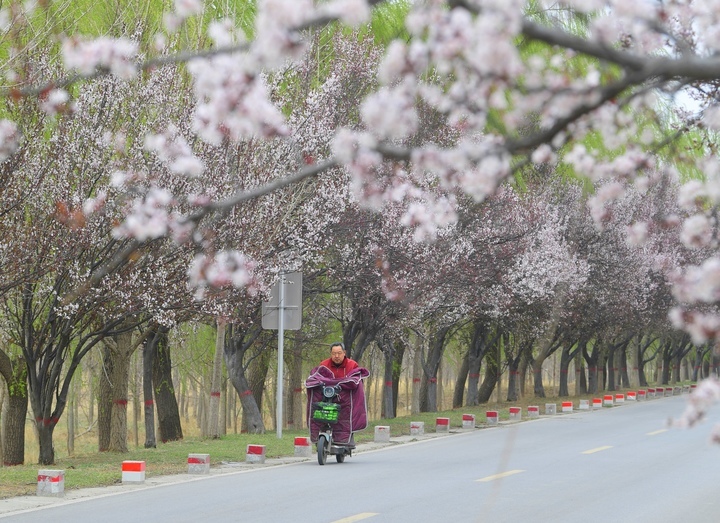 一路繁花醉人心，济南黄河畔“樱花大道”等你来打卡