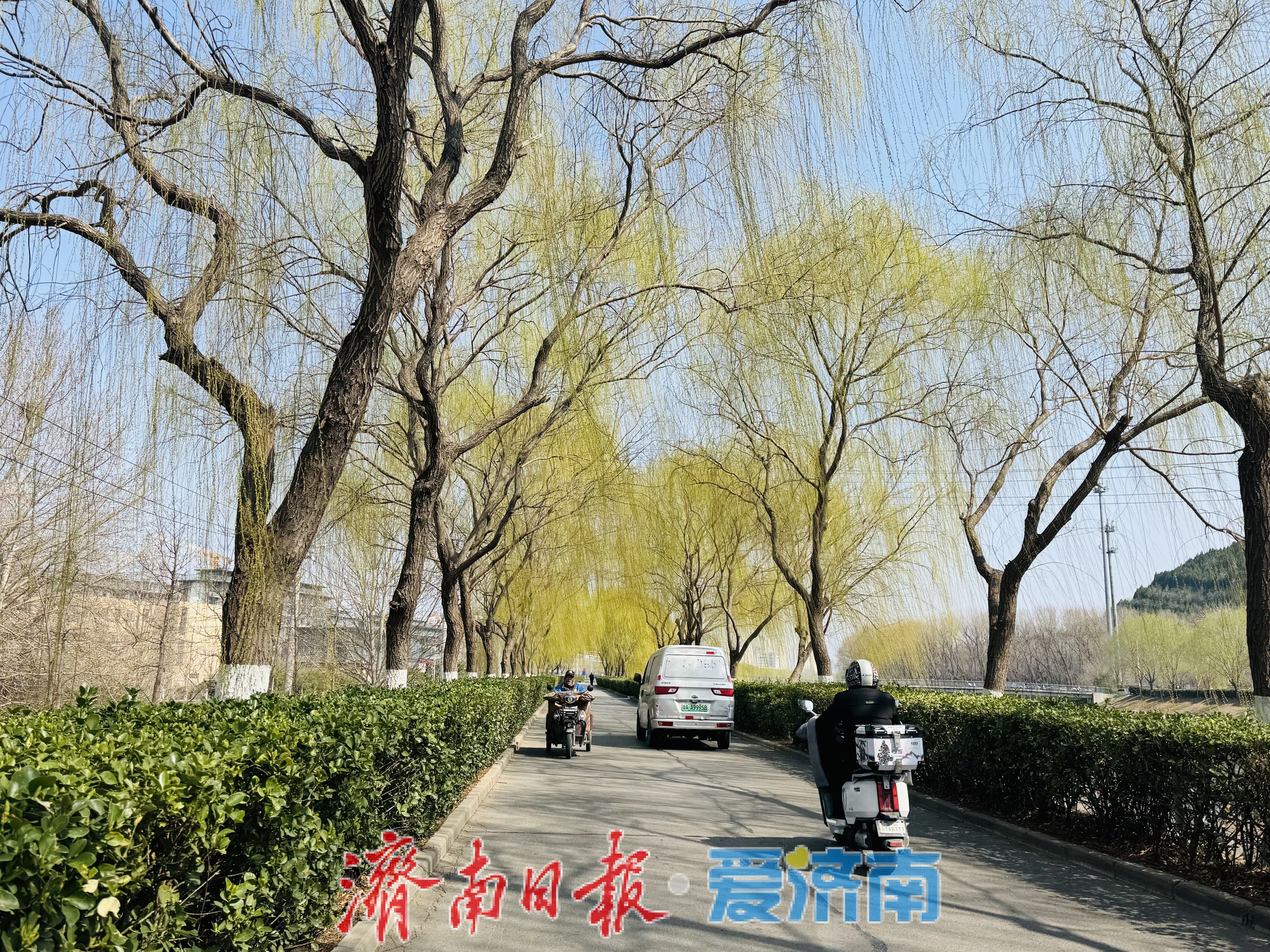 一年四季 泉在济南丨柳染廊道春意浓 安澜北路绘新景