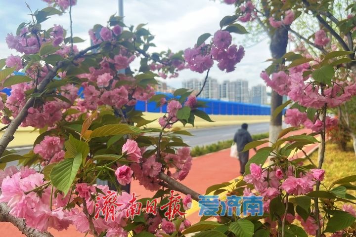 一年四季 泉在济南丨街头花开艳 春日美景入画来