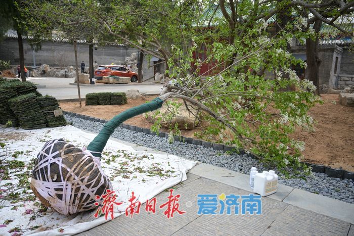 山东古建筑博物馆庭院“微更新”，历史与观赏双提升