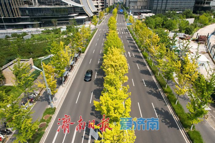 济南CBD秋色初绽 “娜塔栎”染金铺展都市生态画卷