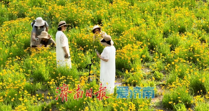 来蚰蜒山赏金鸡菊 邂逅初夏诗意时光初夏时节