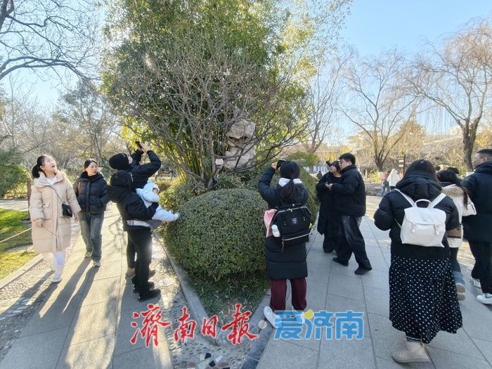 一年四季 泉在济南丨遇见“梅”好！元旦假期济南泉畔白梅盛开