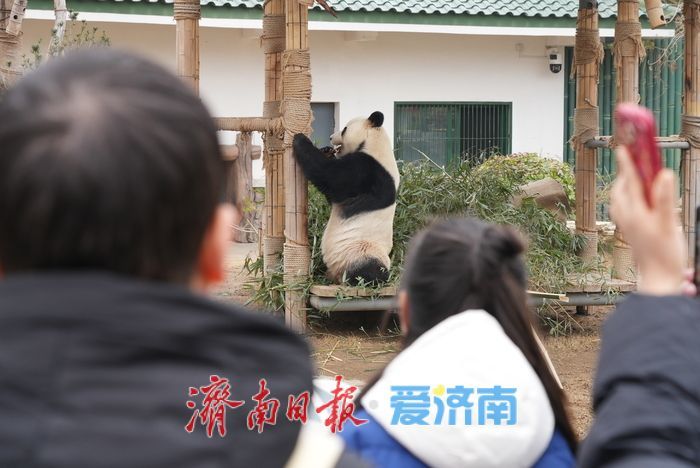 被“憨态可掬”治愈！济南动物园大熊猫成春日最暖风景