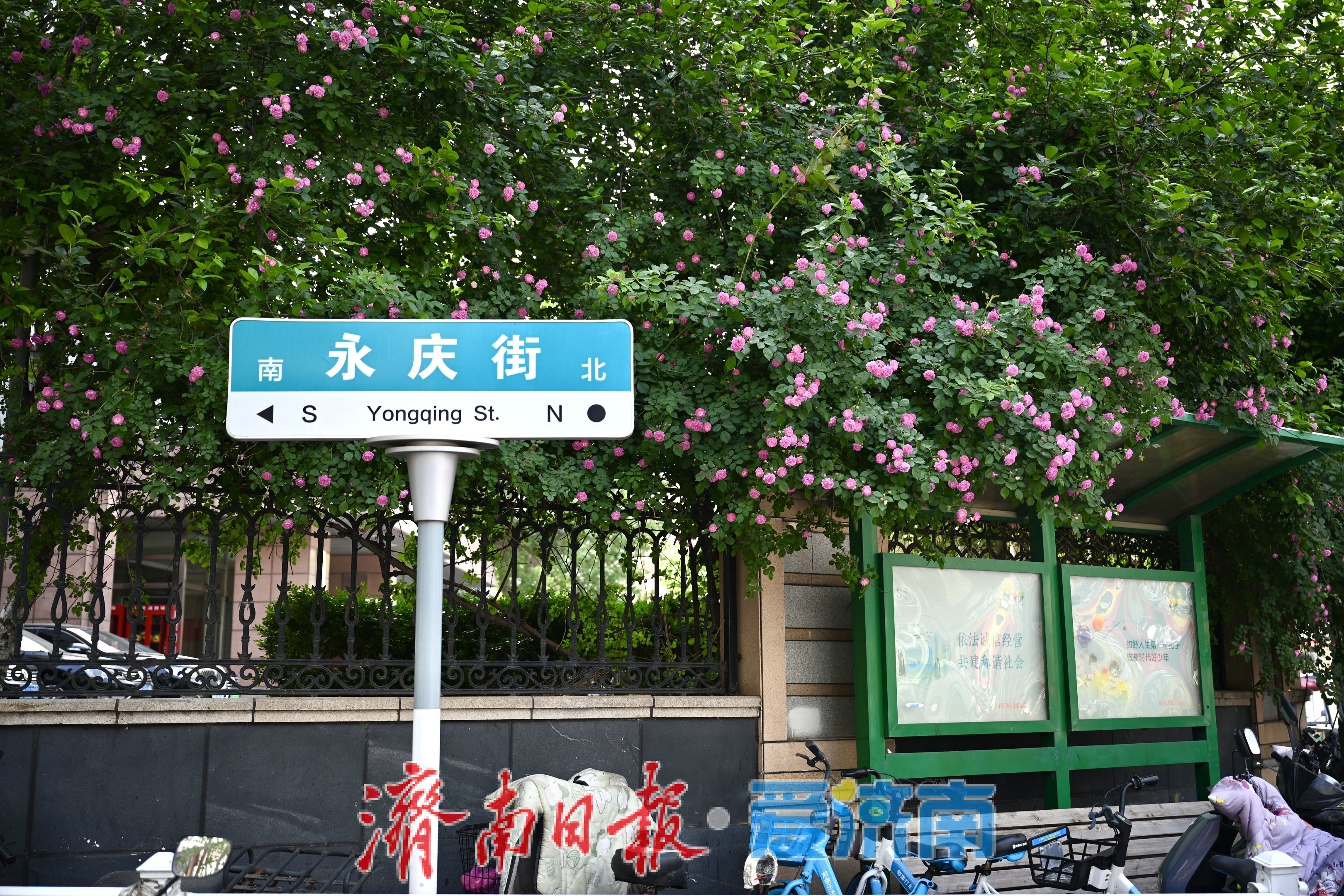 一年四季 泉在济南丨红蔷薇绽放经四路 泉城街头春意浓