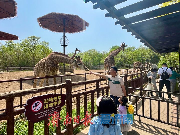 一年四季 泉在济南｜济南野生动物世界人气爆棚