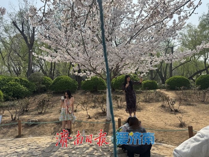 气温攀升至25℃ 泉城公园樱花盛放引客来
