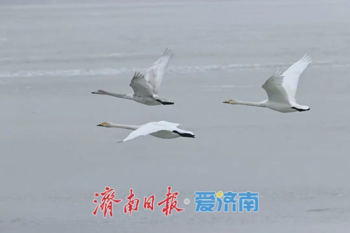 从深圳湾公园到大明湖畔，一座城市的温柔给了鸟儿