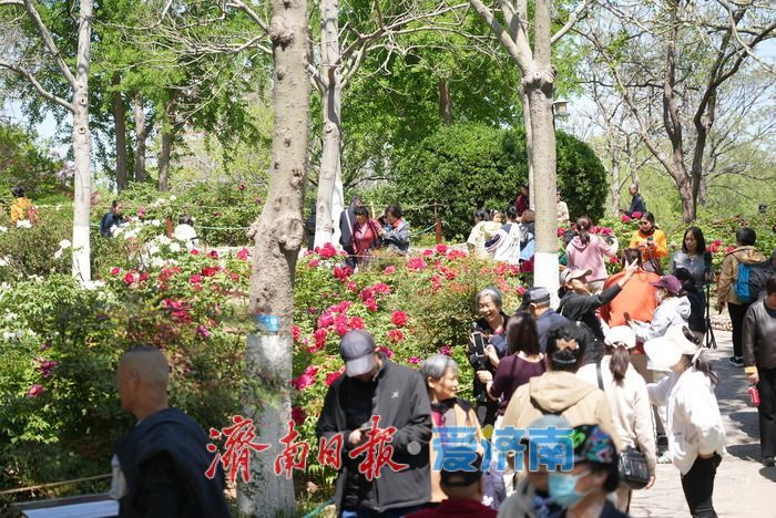 一年四季 泉在济南｜热度持续高涨！牡丹花开迎来最佳观赏期