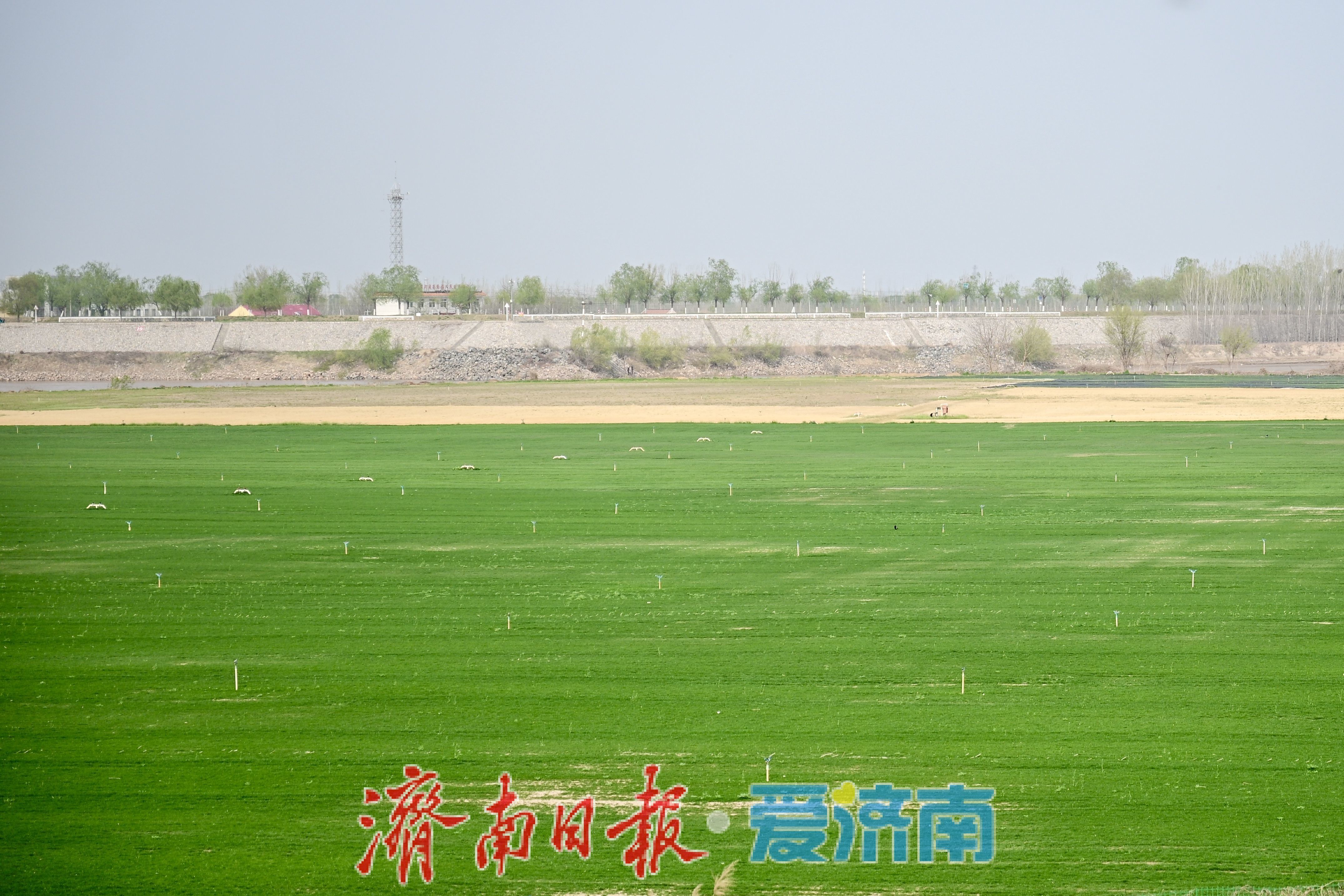 黄河岸边春意浓 麦苗返青绘新景