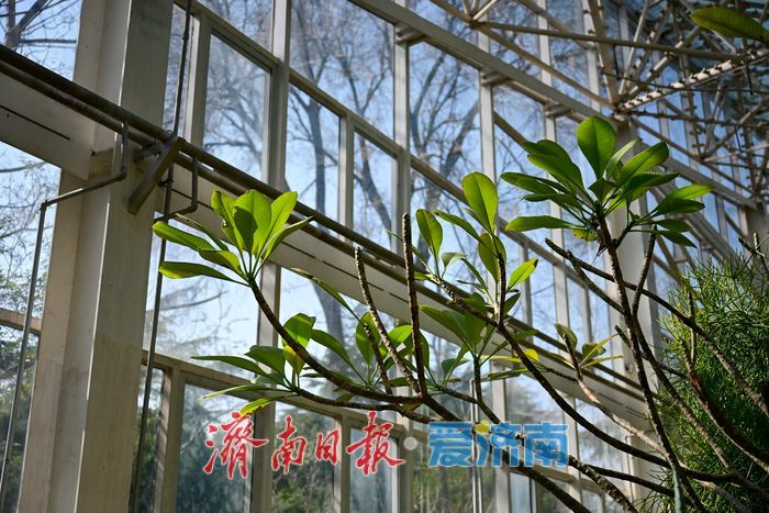 “三八”节探春意 温室成“亲子课堂”与“城市花房”