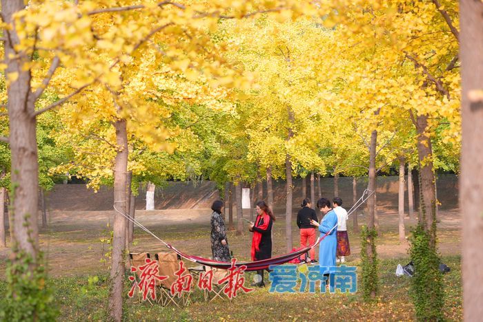 一年四季 泉在济南丨济南黄河千亩银杏林渐披“金甲”