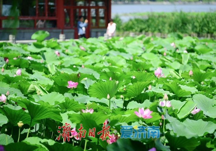 一年四季 泉在济南｜“荷”其有幸“香”约泉城，大明湖第一波荷花已绽放