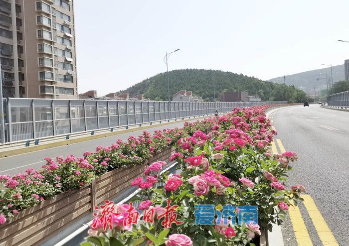 一年四季 泉在济南丨一路繁花，这条月季“花路”惹人爱