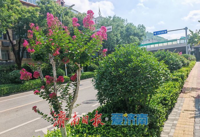紫薇花开，邂逅夏日浪漫