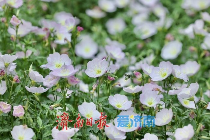 济南CBD初夏限定！美丽月见草盛开，绘就城市浪漫画卷