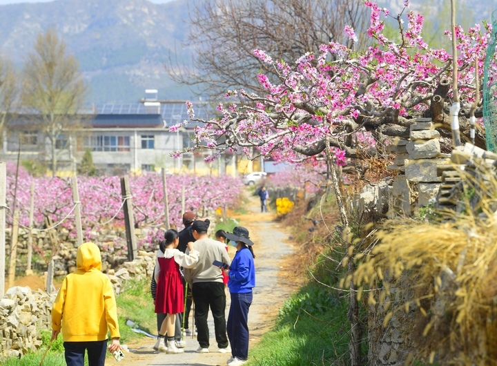满树粉黛迷人眼，济南现实版“桃花源”等你来打卡