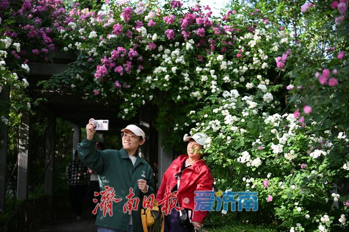 五龙潭公园花海引客来 月季蔷薇竞相绽放成拍照胜地