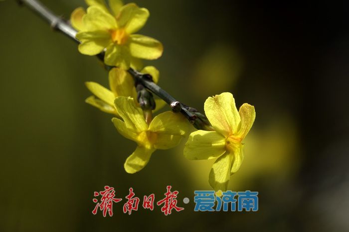 一年四季 泉在济南丨迎春花开报春来，一帘金蕊缀泉城