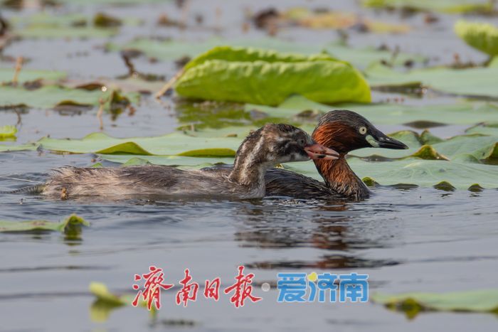 惊喜！“世界上最小的鸭子”棉凫“夫妇”现身华山湖