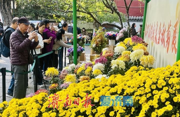 趵突泉畔菊正黄，一城秋色入花海