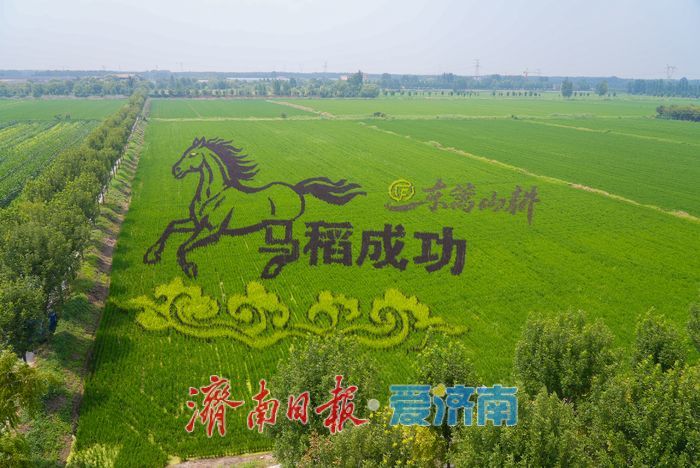 稻田作画布！济南巨幅创意稻田画进入最佳观赏期