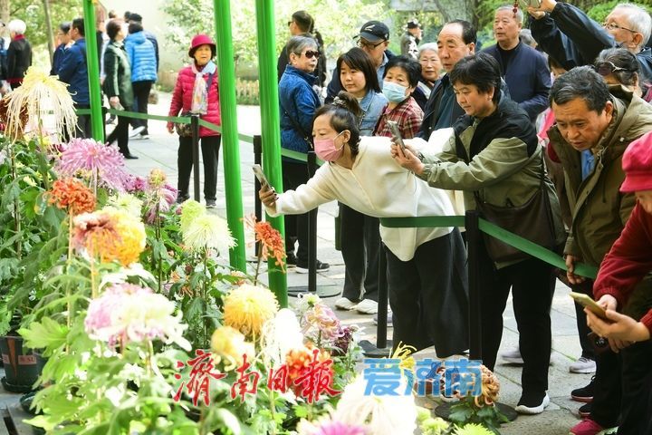 花海模式已开启，趵突泉菊展最佳观赏期来了！