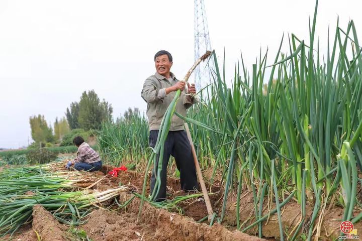 一棵葱“长”出35亿全产业链！