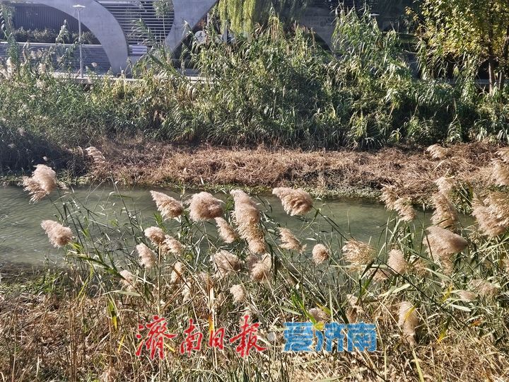 一年四季 泉在济南｜腊山河公园初冬美景惹人醉