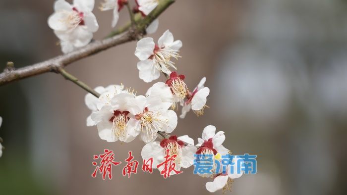 济南泉城公园“梅杏争春”醉游人