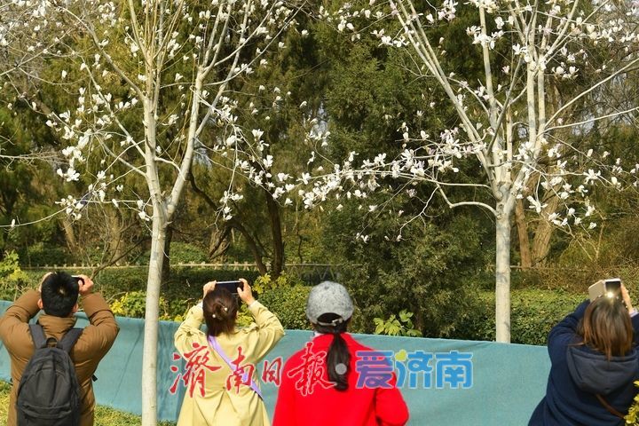 皎皎玉兰花，望春展笑颜