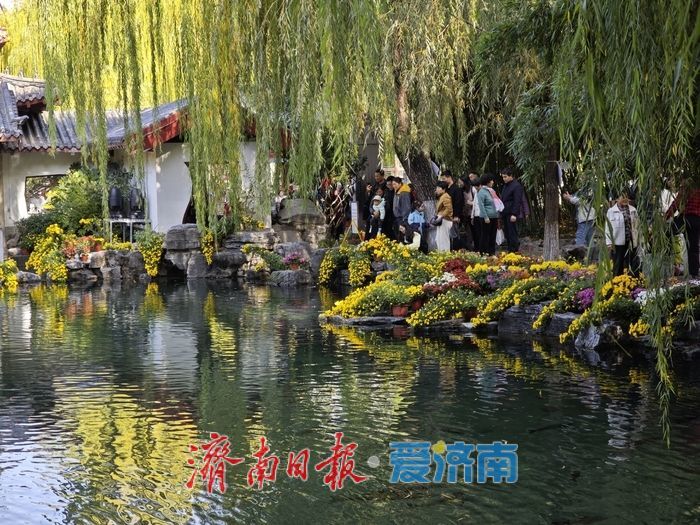 一年四季 泉在济南丨趵突泉金秋菊展进入最佳观赏期 “一菊连三园”共绘泉城初冬胜景