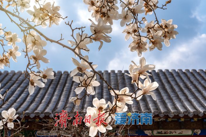 济南趵突泉万竹园：玉兰盛放映古建 春色满园醉游人