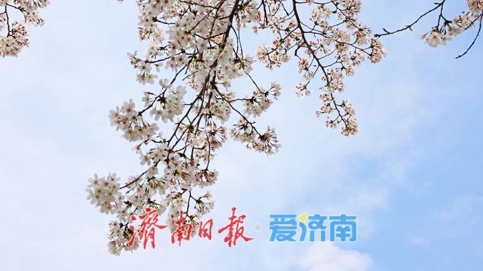 一年四季 泉在济南｜赴一场浪漫樱花雨 济南鲜花港露营赏樱正当时