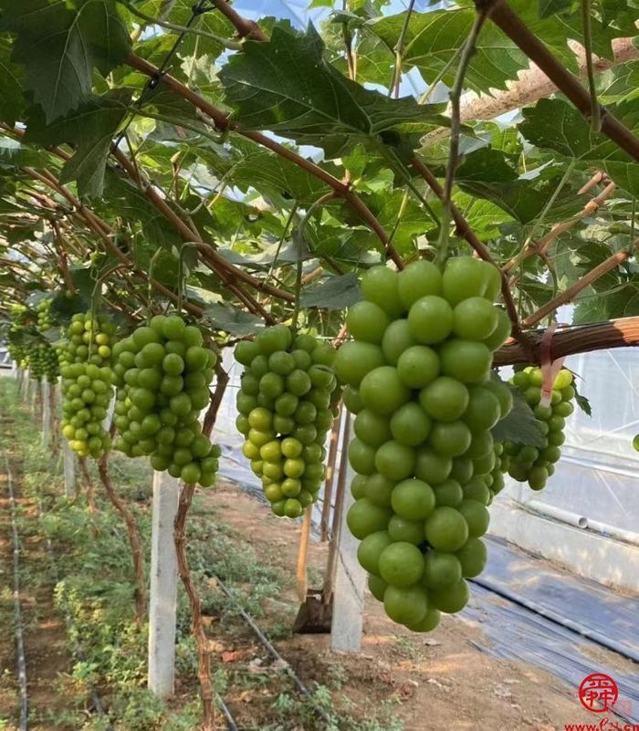 圣井街道：一个“实”字走在春天里   圣井农委