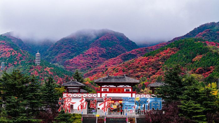 一年四季 泉在济南丨一场秋雨，为红叶谷拉满秋日氛围感