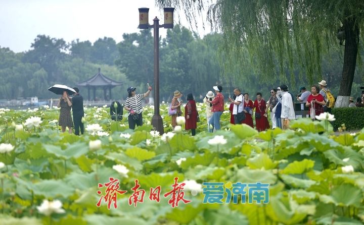 一年四季 泉在济南丨大明湖“白月光”上线 邂逅一池清雅