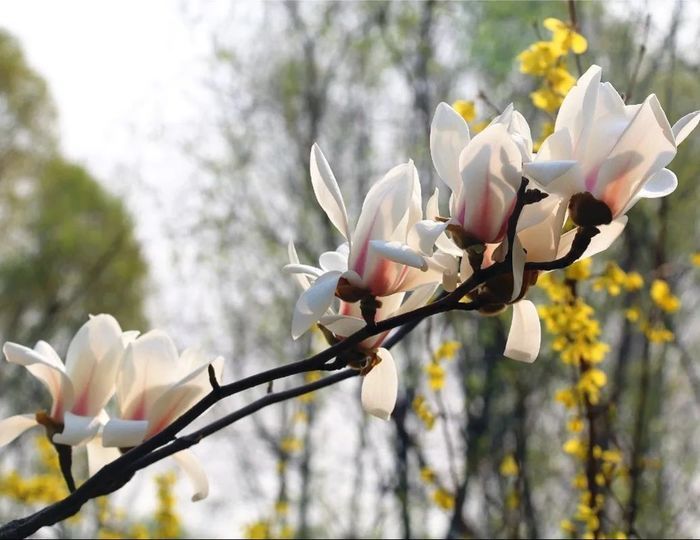 玉兰没看够？这里接着看！济南植物园玉兰花开得正盛