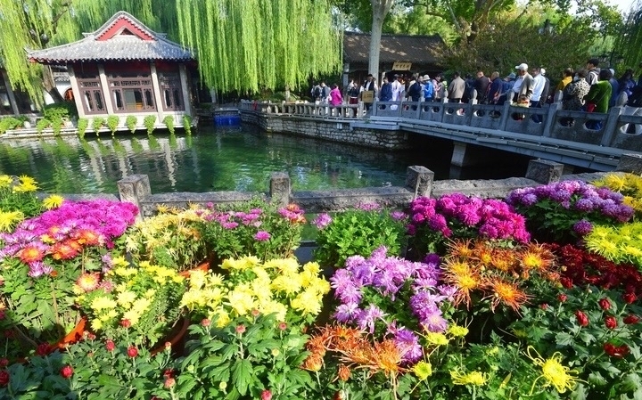 花漾泉城·菊舞趵突 第45届趵突泉金秋菊展今日启幕